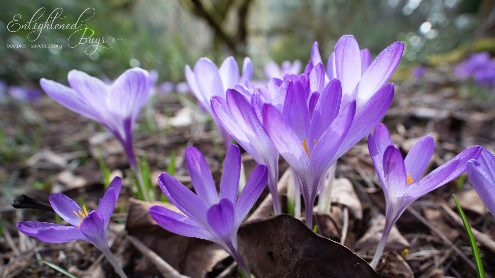 Crocus flowers bursting from the leaf litter, illuminated by early spring sunlight, almost glowing purple, awaiting the bees