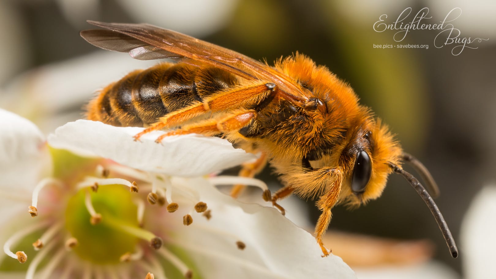 A flame-colored mining bee perches atop a plum blossom, looking almost doleful, awaiting early spring clouds passing, so as to bask once more in warm sun rays