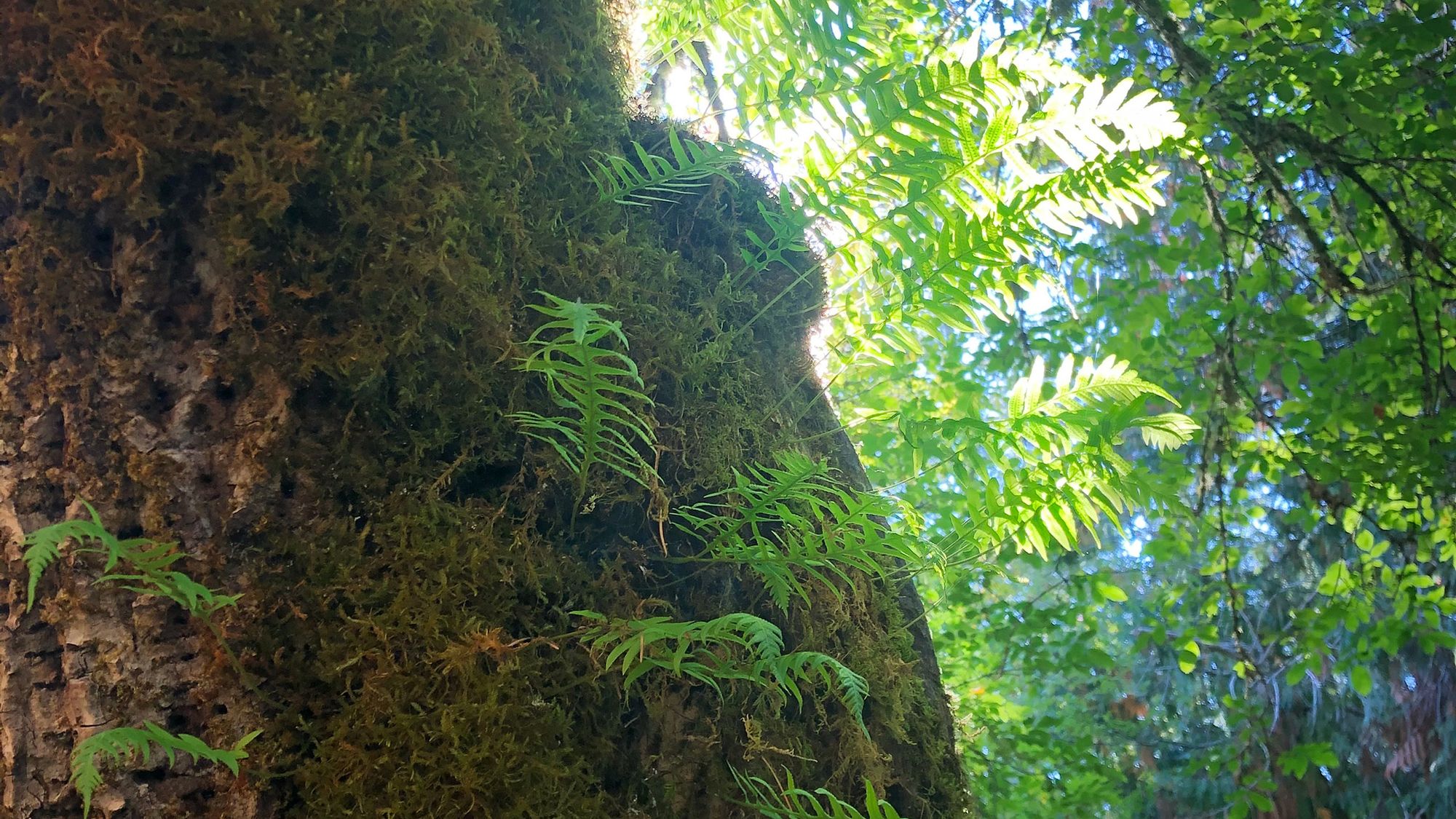 Ferns climbing a tree trunk covered in moss, with sunlight shining through their leaves, creating a brilliant sense of beauty